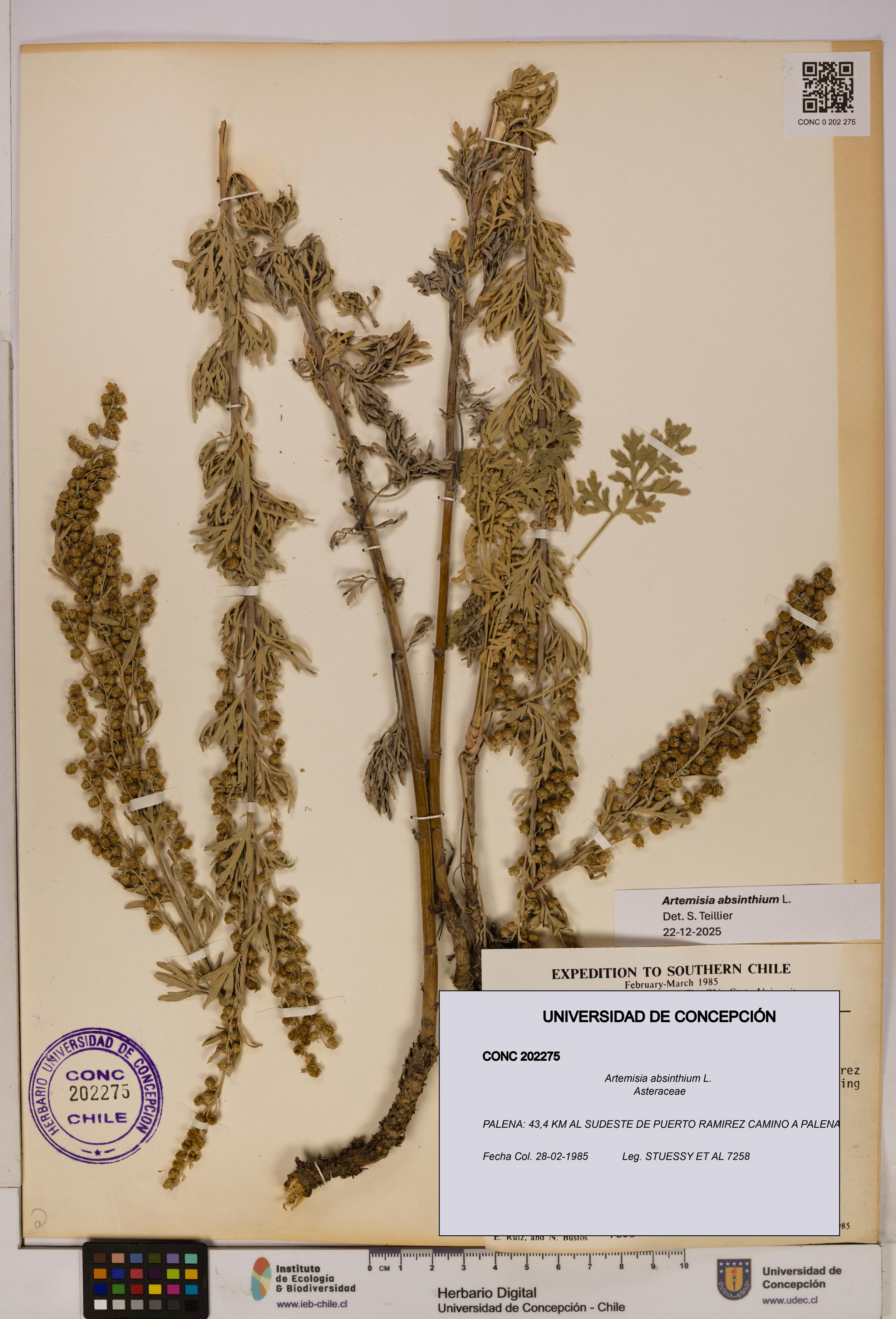 Artemisia absinthium [Espécimen: UDEC:CONC:0202275]