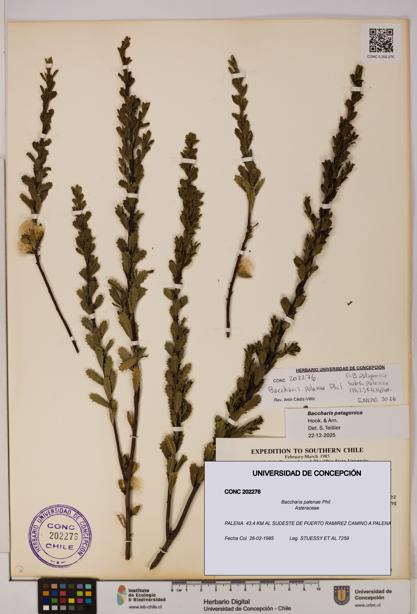 Baccharis patagonica [Espécimen: UDEC:CONC:0202276]