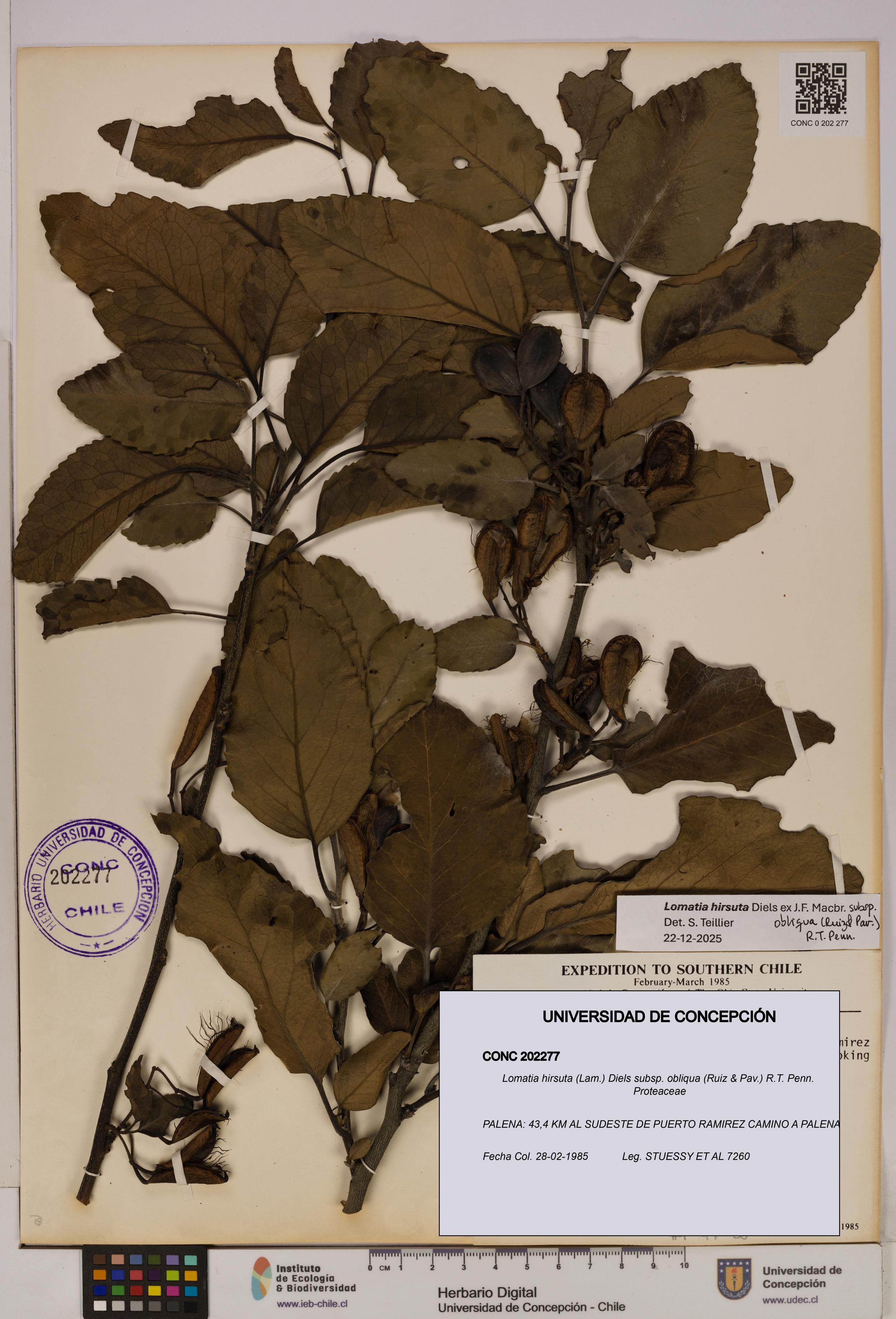 Lomatia hirsuta subsp. obliqua [Espécimen: UDEC:CONC:0202277]