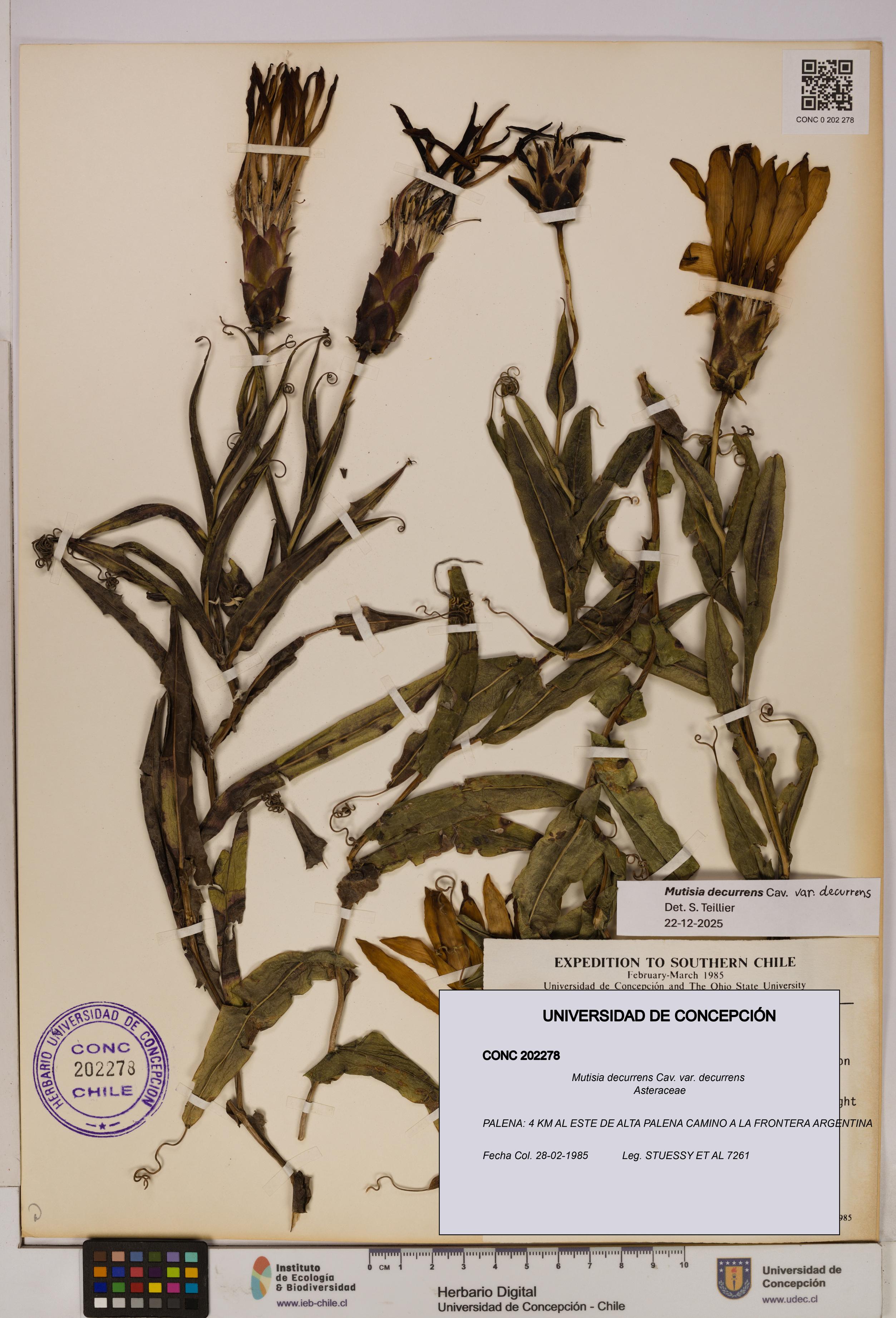 Mutisia decurrens var. decurrens [Espécimen: UDEC:CONC:0202278]