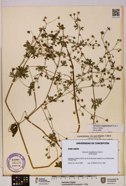 Geranium magellanicum [Espécimen: UDEC:CONC:0202279]