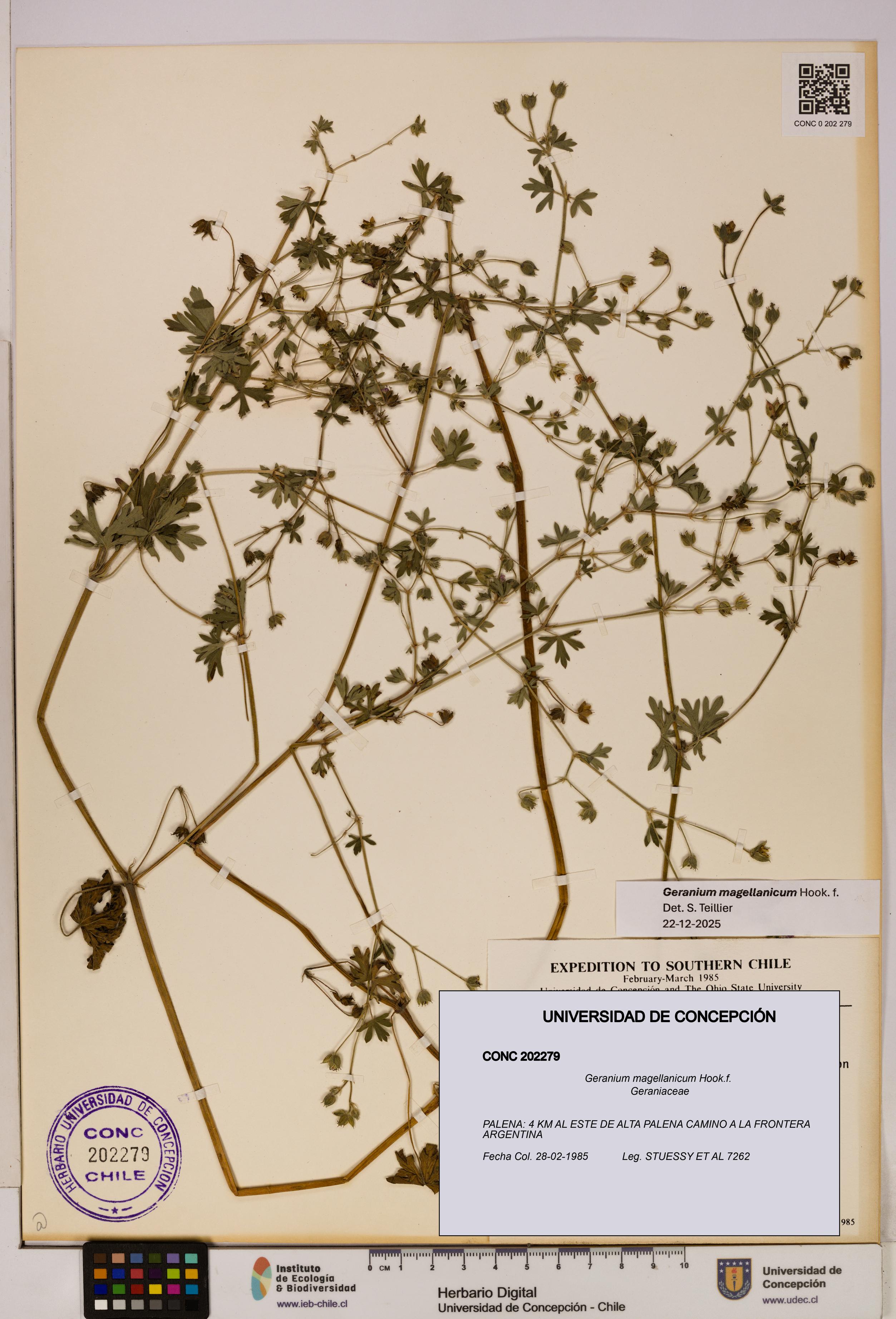 Geranium magellanicum [Espécimen: UDEC:CONC:0202279]