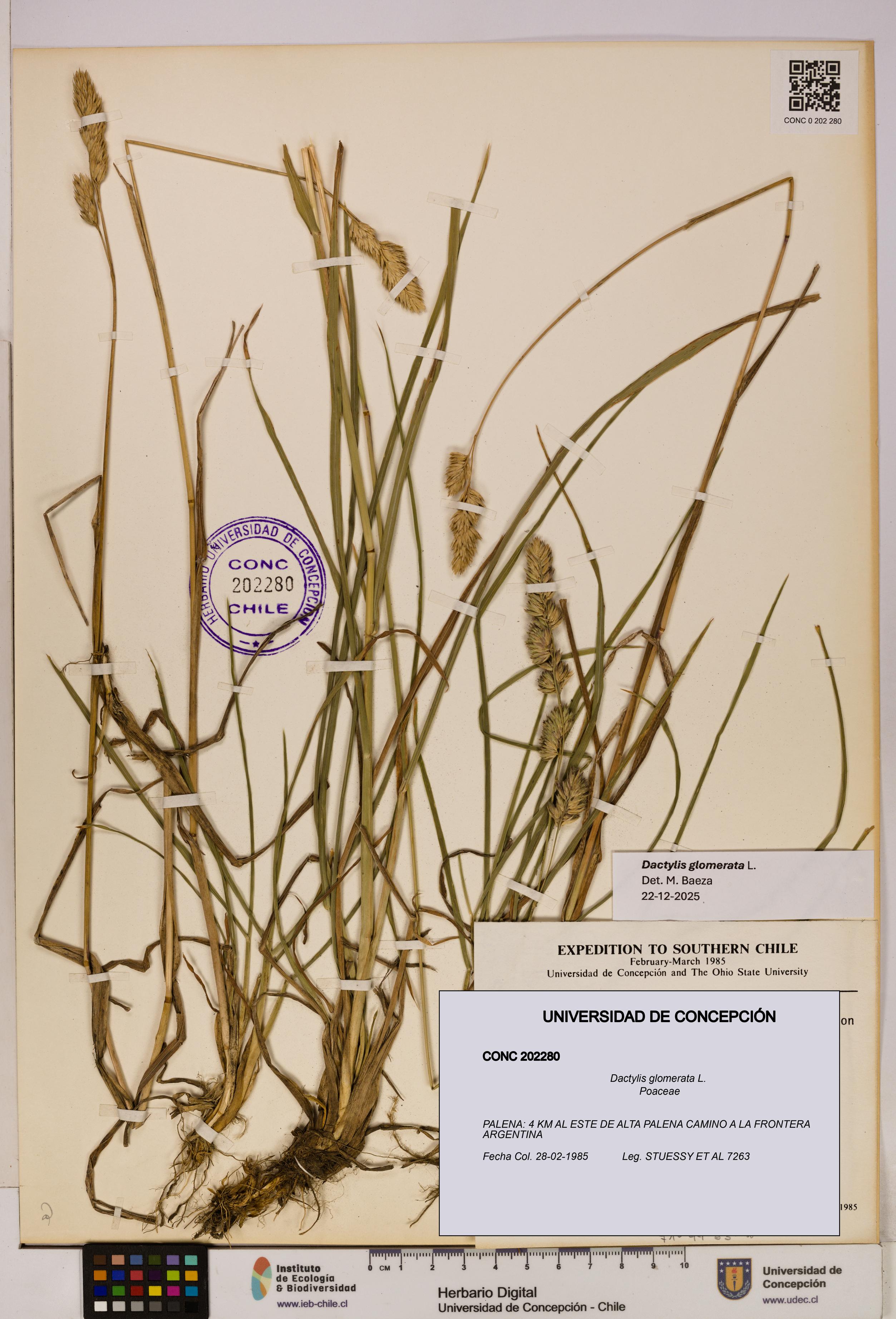 Dactylis glomerata [Espécimen: UDEC:CONC:0202280]