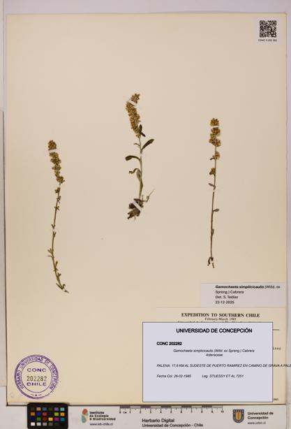 Gamochaeta simplicicaulis [Espécimen: UDEC:CONC:0202282]
