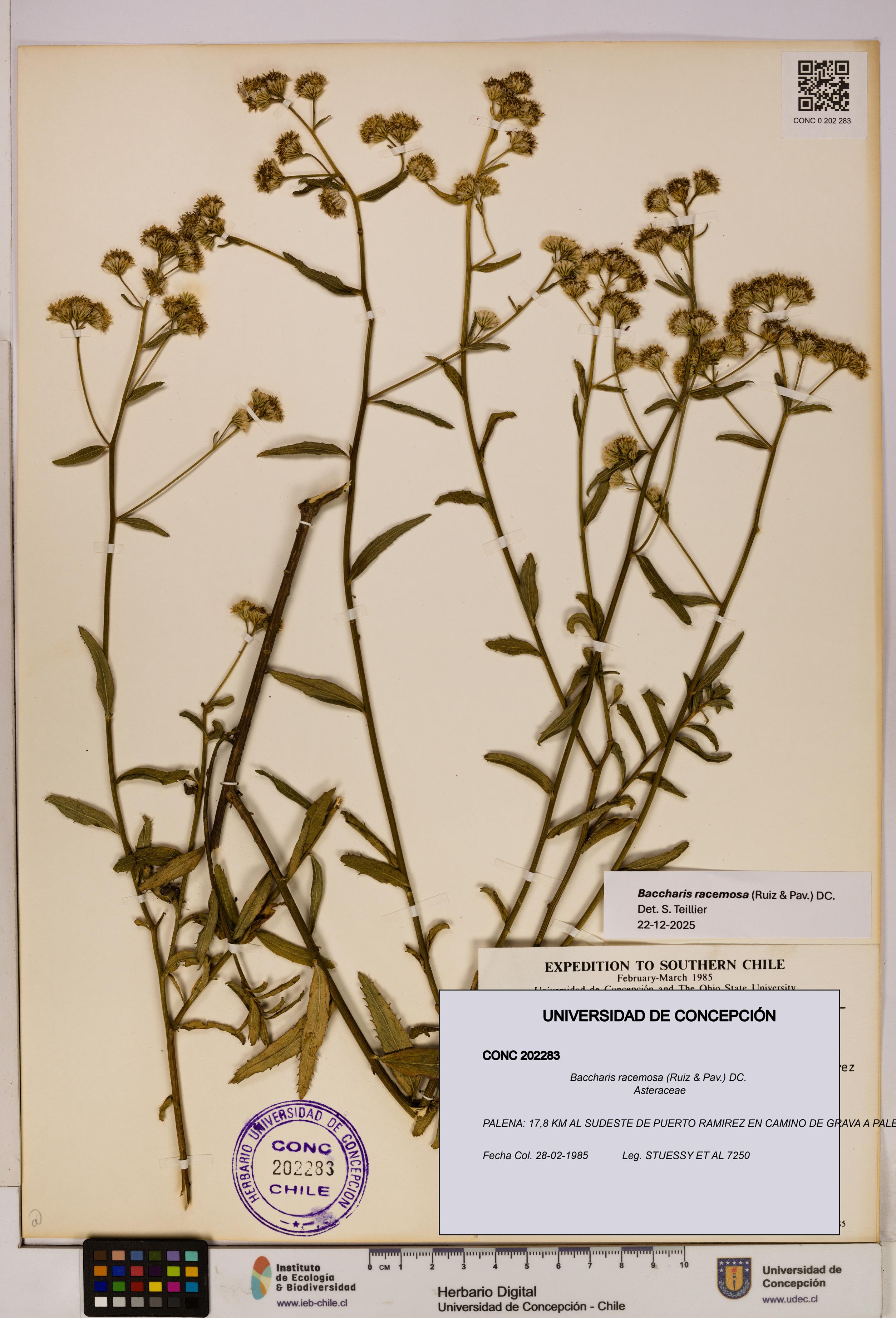 Baccharis racemosa [Espécimen: UDEC:CONC:0202283]