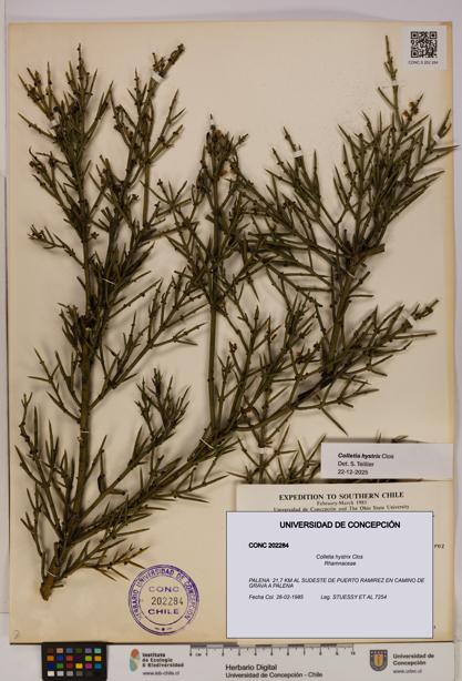 Colletia hystrix [Espécimen: UDEC:CONC:0202284]