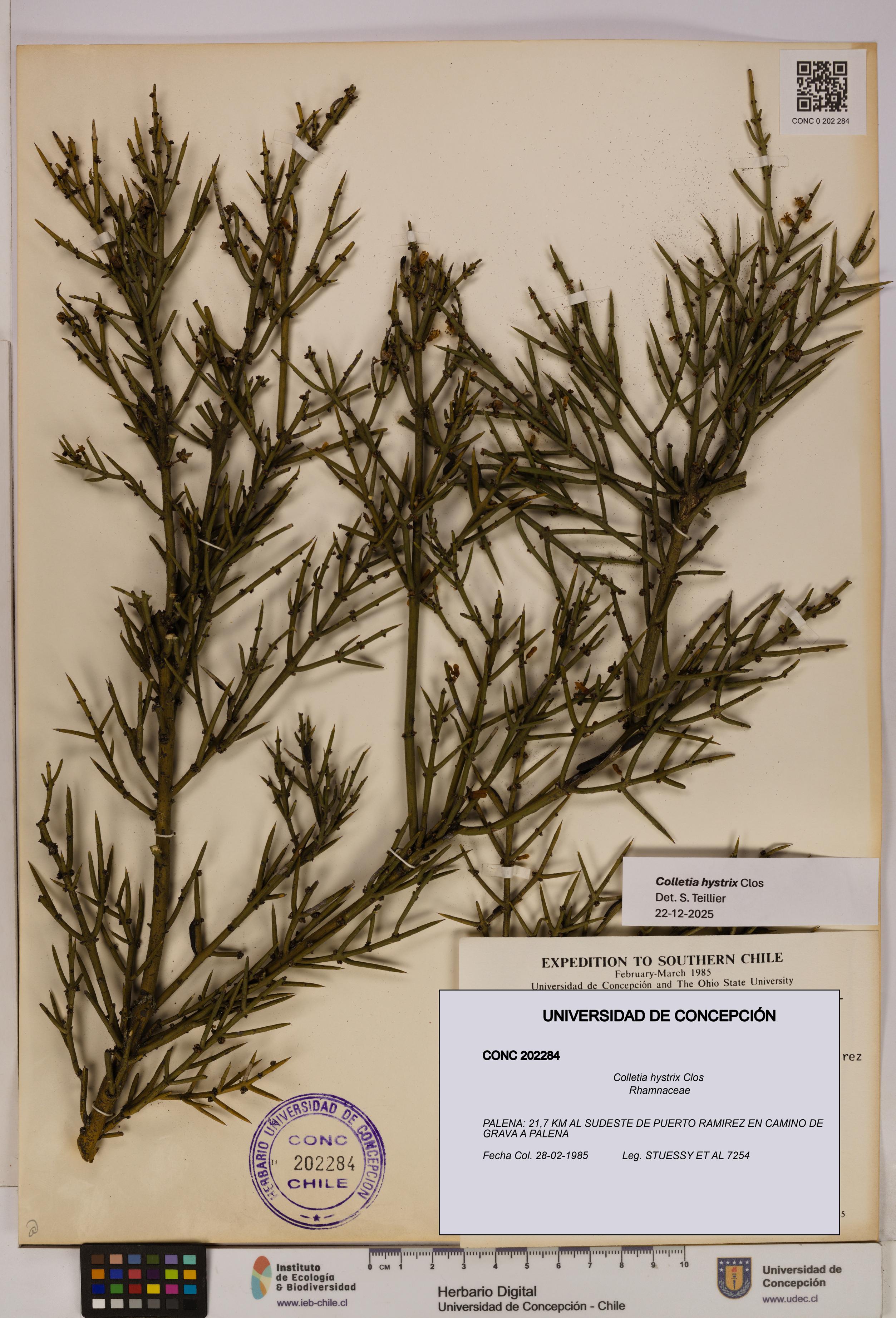 Colletia hystrix [Espécimen: UDEC:CONC:0202284]