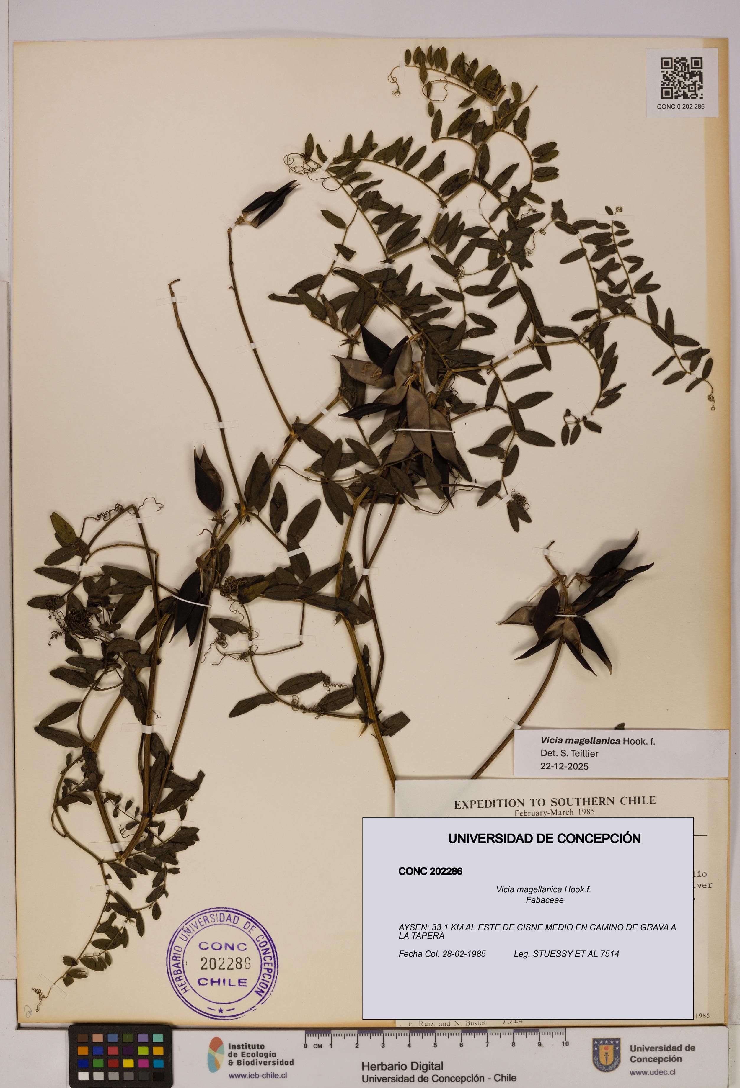 Vicia magellanica [Espécimen: UDEC:CONC:0202286]