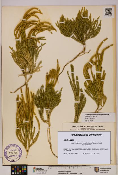 Austrolycopodium magellanicum [Espécimen: UDEC:CONC:0202288]