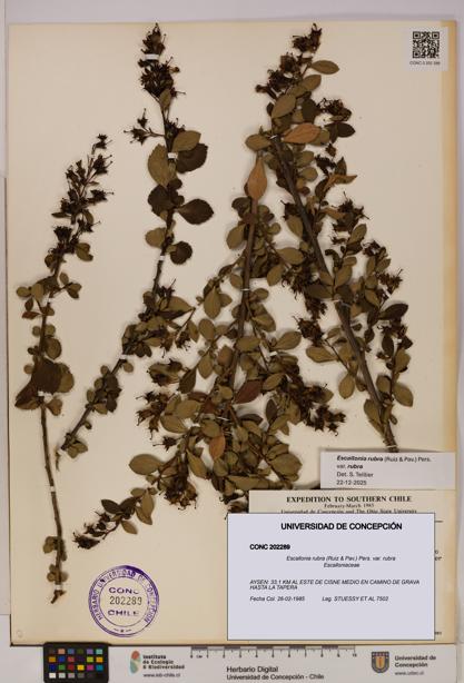 Escallonia rubra [Espécimen: UDEC:CONC:0202289]