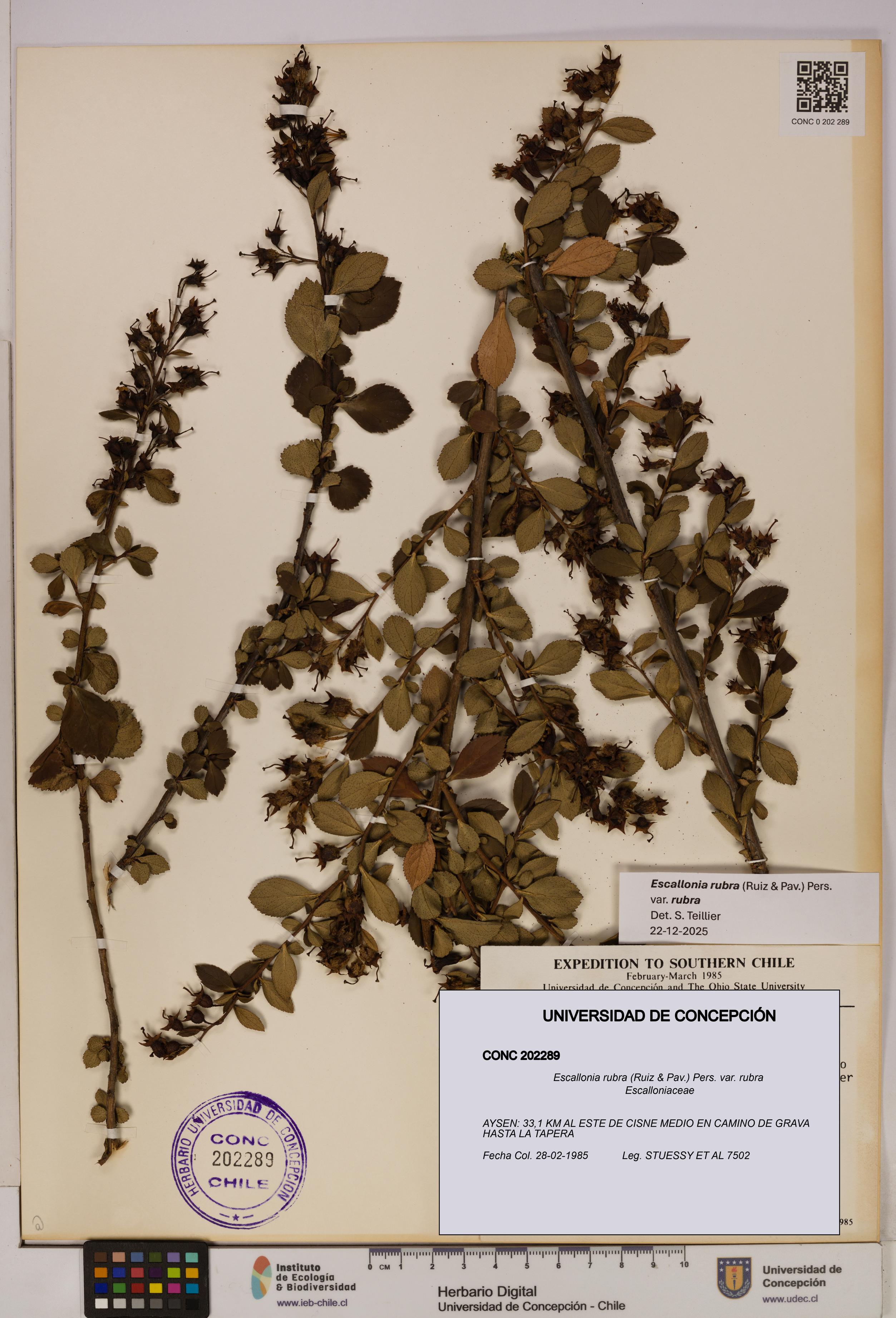 Escallonia rubra [Espécimen: UDEC:CONC:0202289]