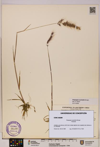 Polypogon australis [Espécimen: UDEC:CONC:0202290]