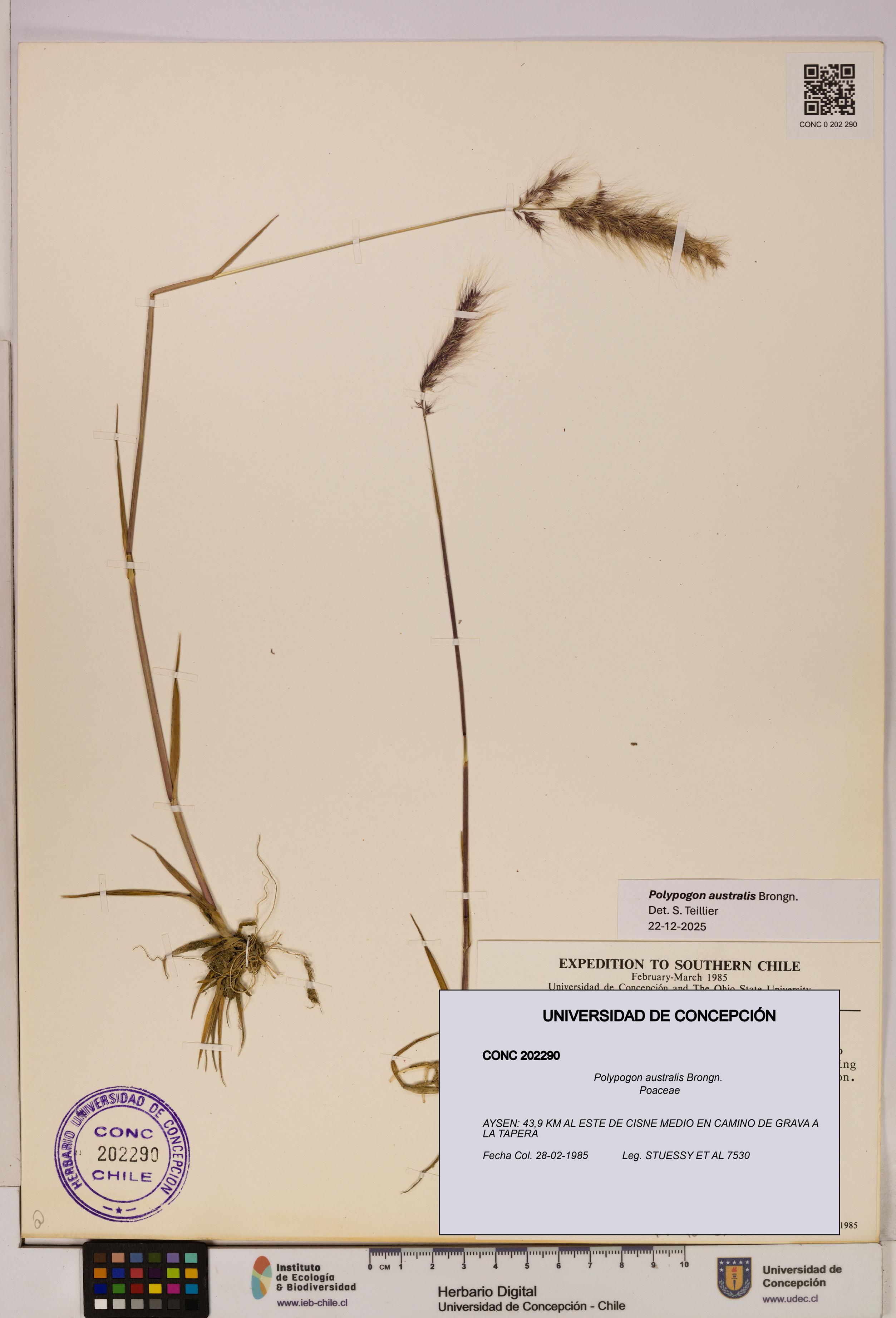 Polypogon australis [Espécimen: UDEC:CONC:0202290]