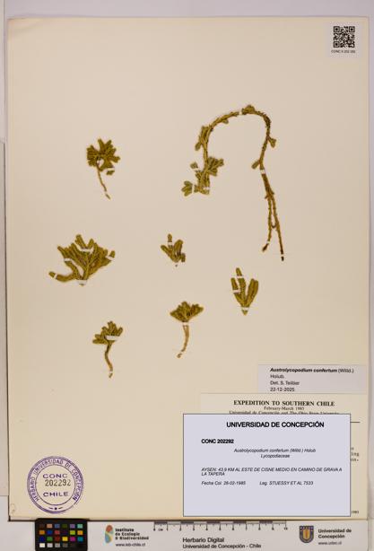 Austrolycopodium confertum [Espécimen: UDEC:CONC:0202292]