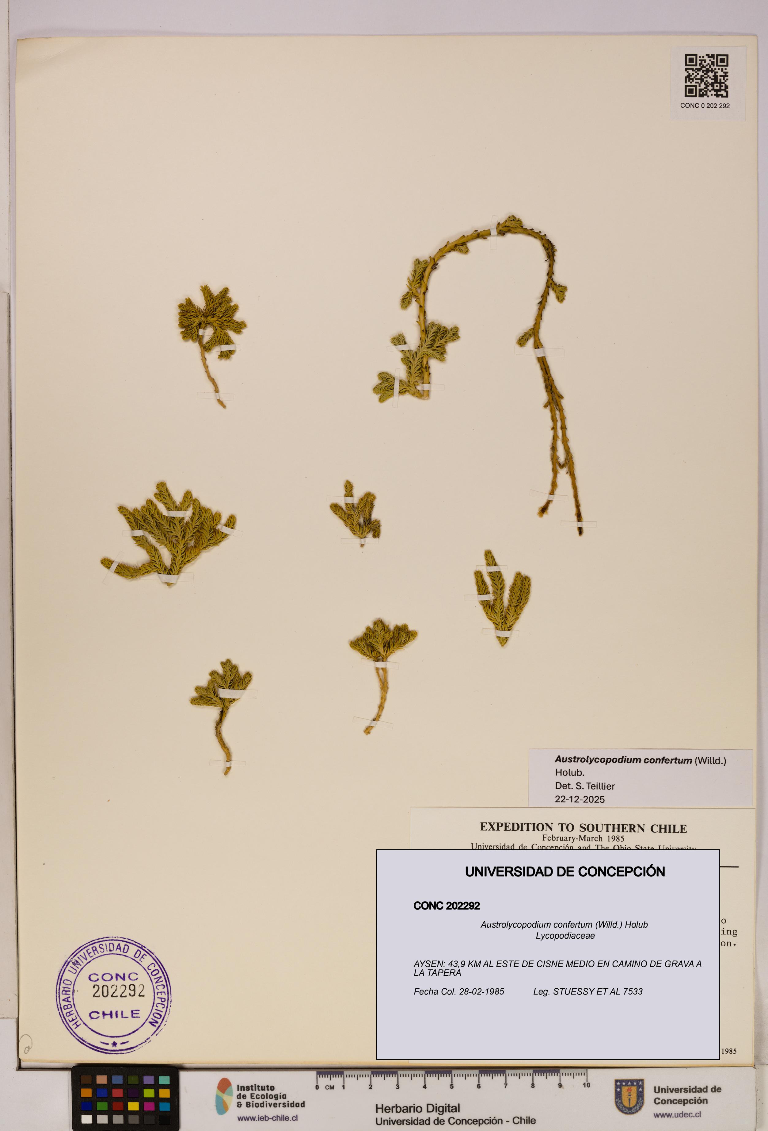 Austrolycopodium confertum [Espécimen: UDEC:CONC:0202292]
