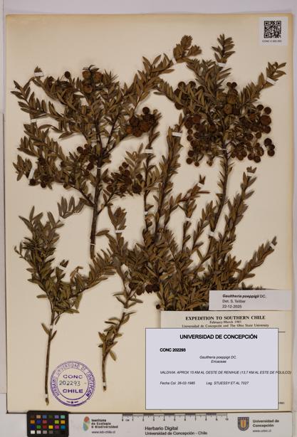 Gaultheria poeppigii [Espécimen: UDEC:CONC:0202293]