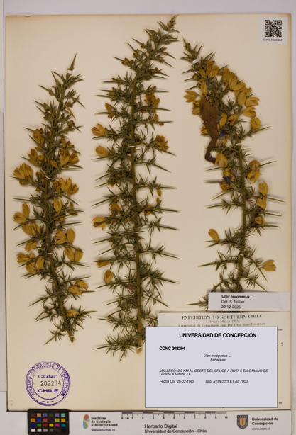 Ulex europaeus [Espécimen: UDEC:CONC:0202294]