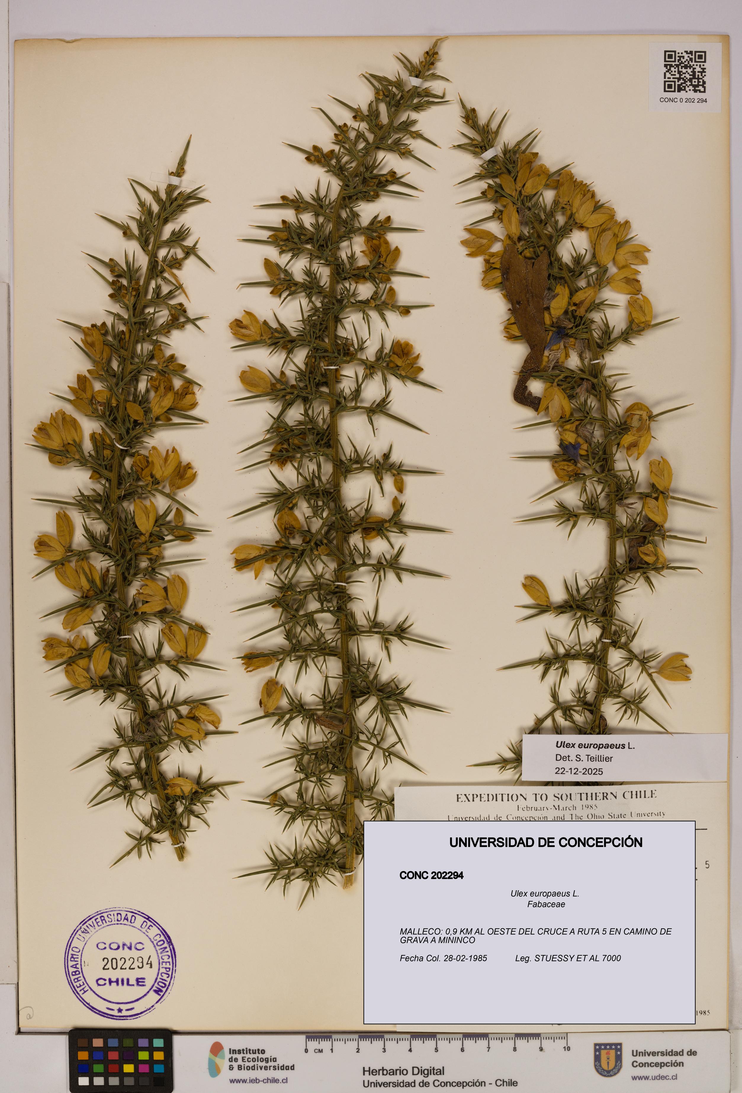 Ulex europaeus [Espécimen: UDEC:CONC:0202294]