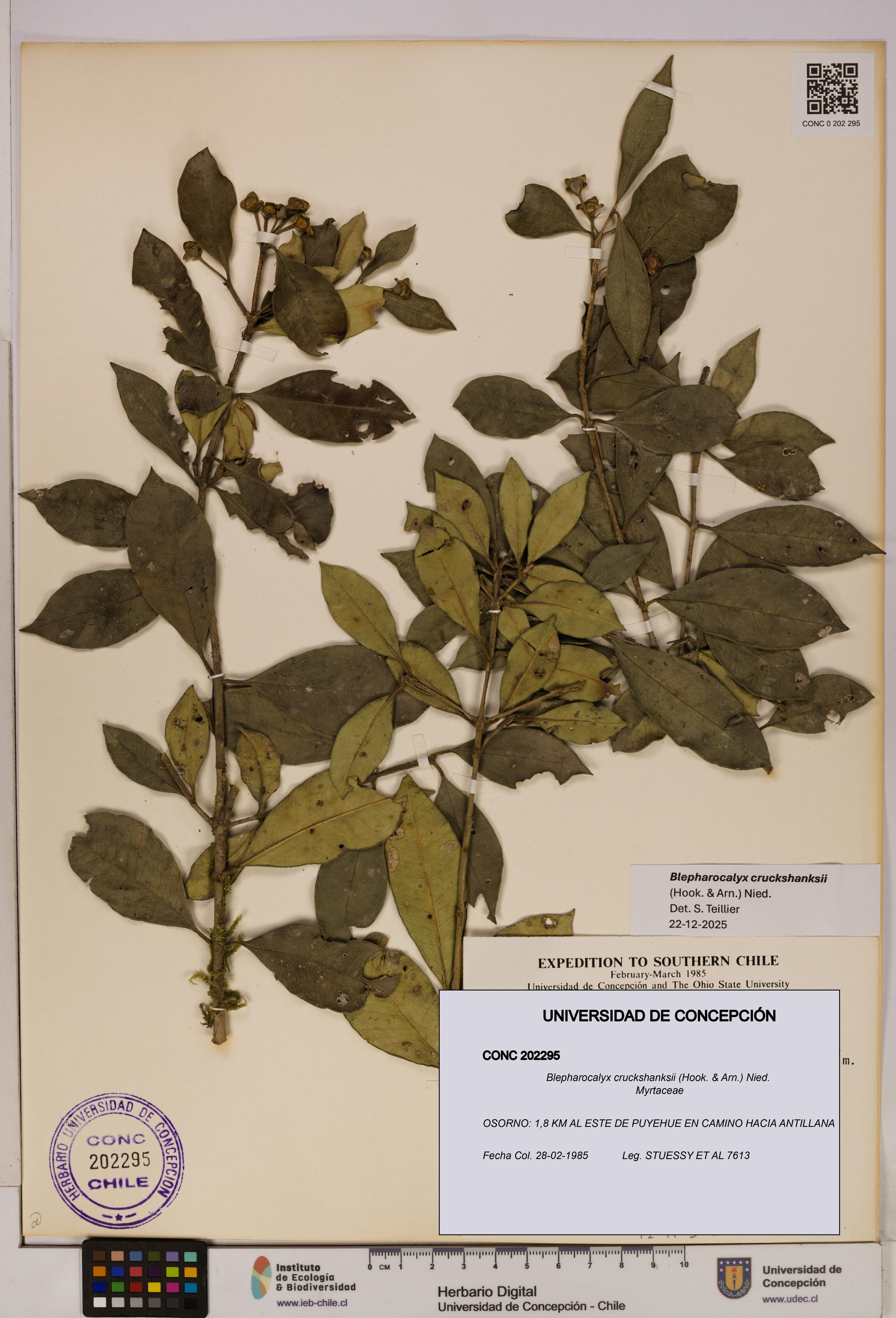 Blepharocalyx cruckshanksii [Espécimen: UDEC:CONC:0202295]