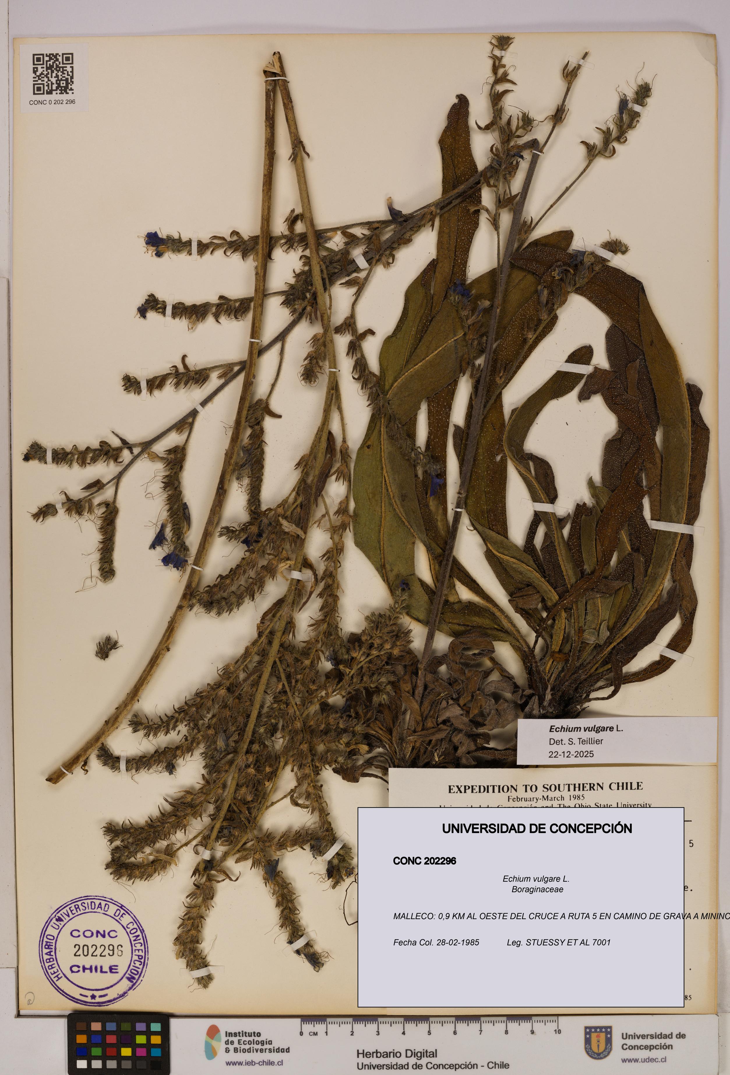 Echium vulgare [Espécimen: UDEC:CONC:0202296]