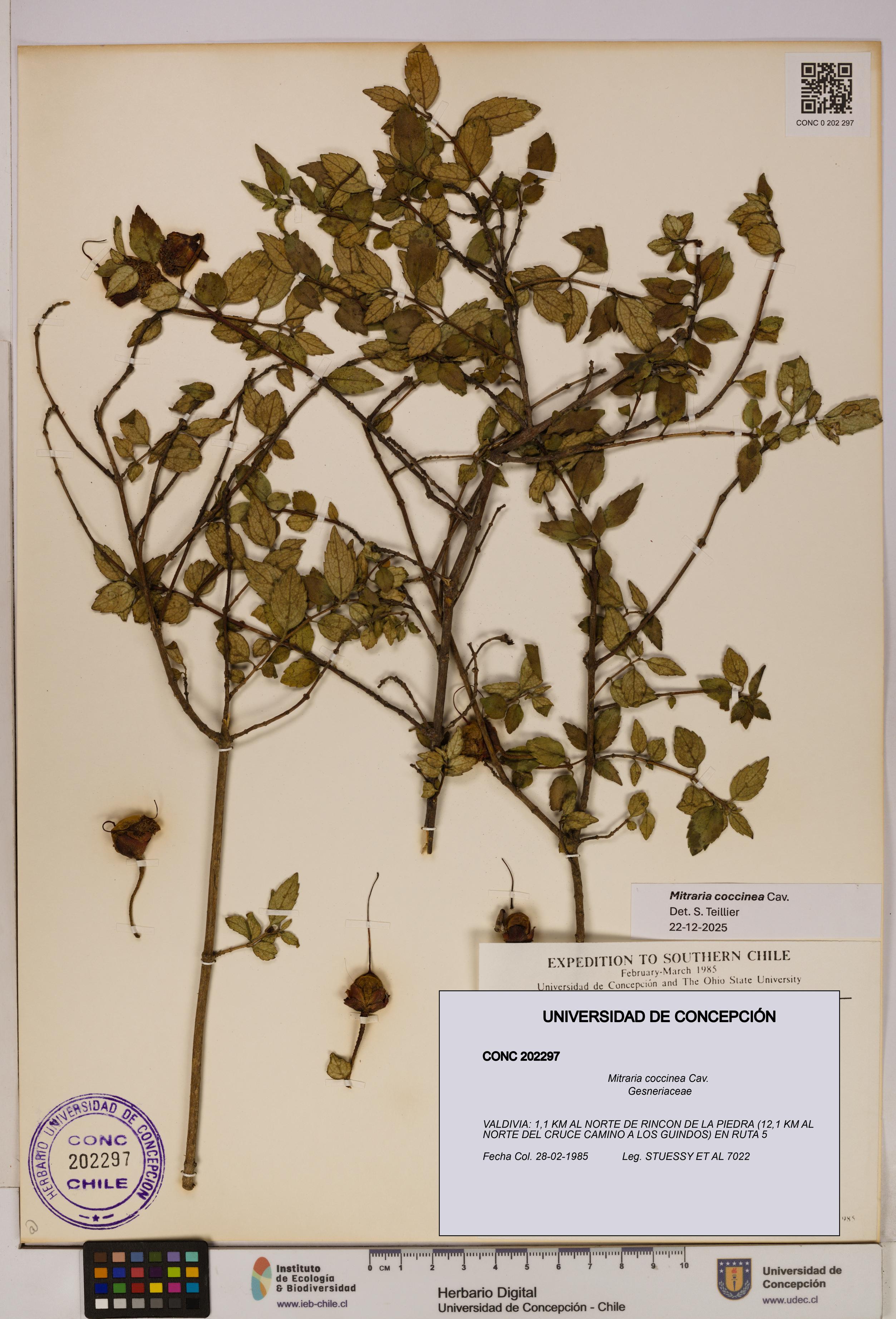 Mitraria coccinea [Espécimen: UDEC:CONC:0202297]