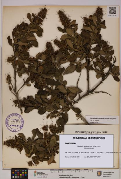 Escallonia revoluta [Espécimen: UDEC:CONC:0202298]