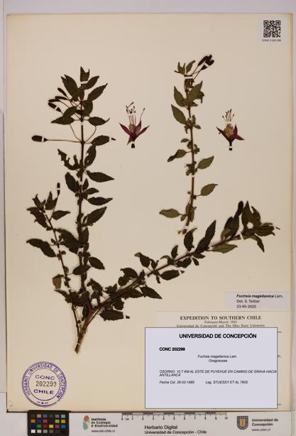 Fuchsia magellanica [Espécimen: UDEC:CONC:0202299]