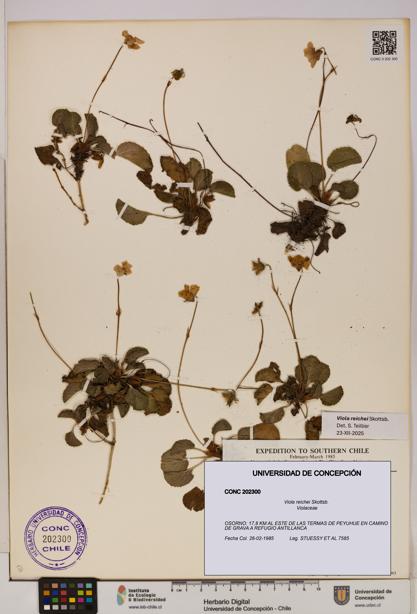Viola reichei [Espécimen: UDEC:CONC:0202300]