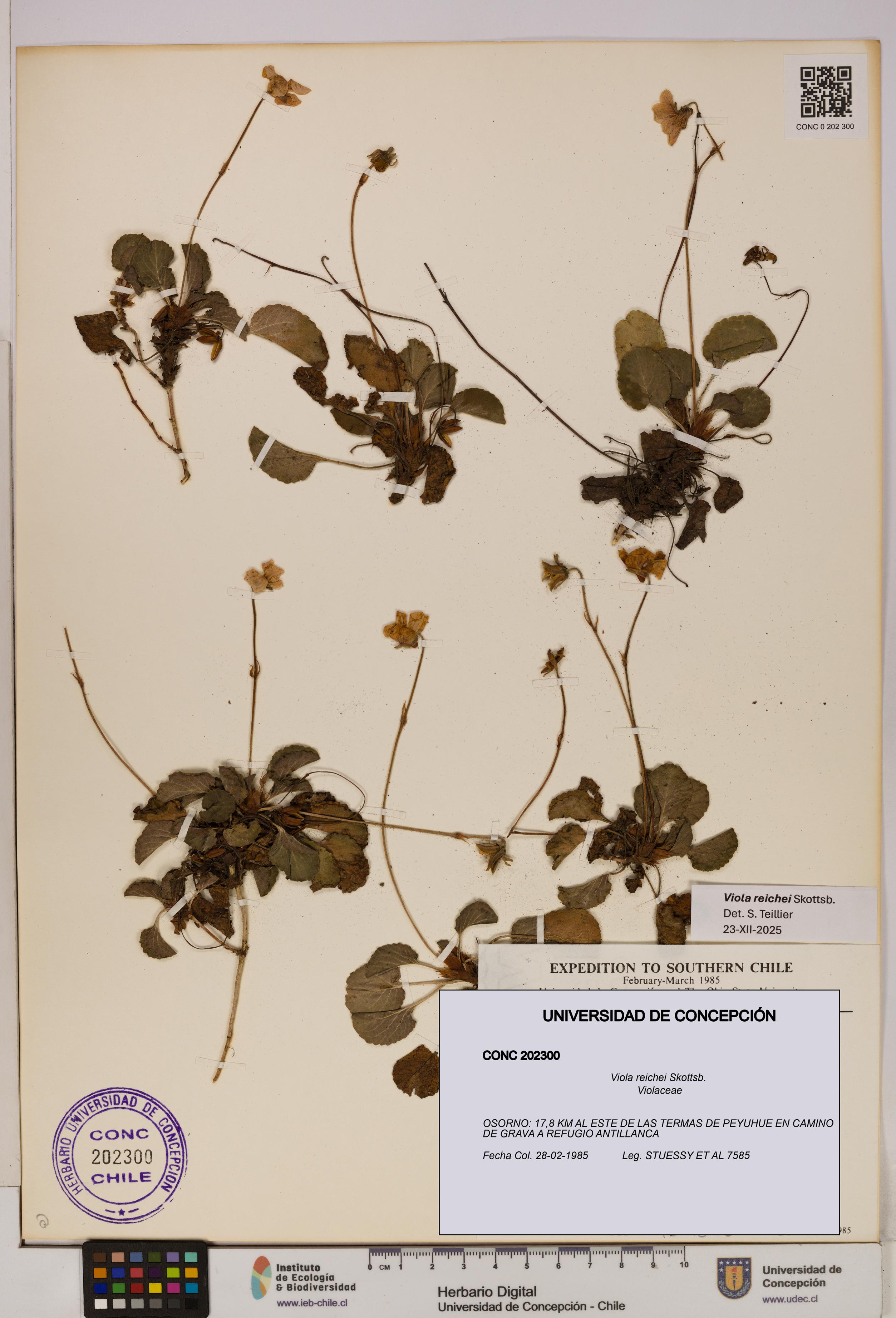 Viola reichei [Espécimen: UDEC:CONC:0202300]