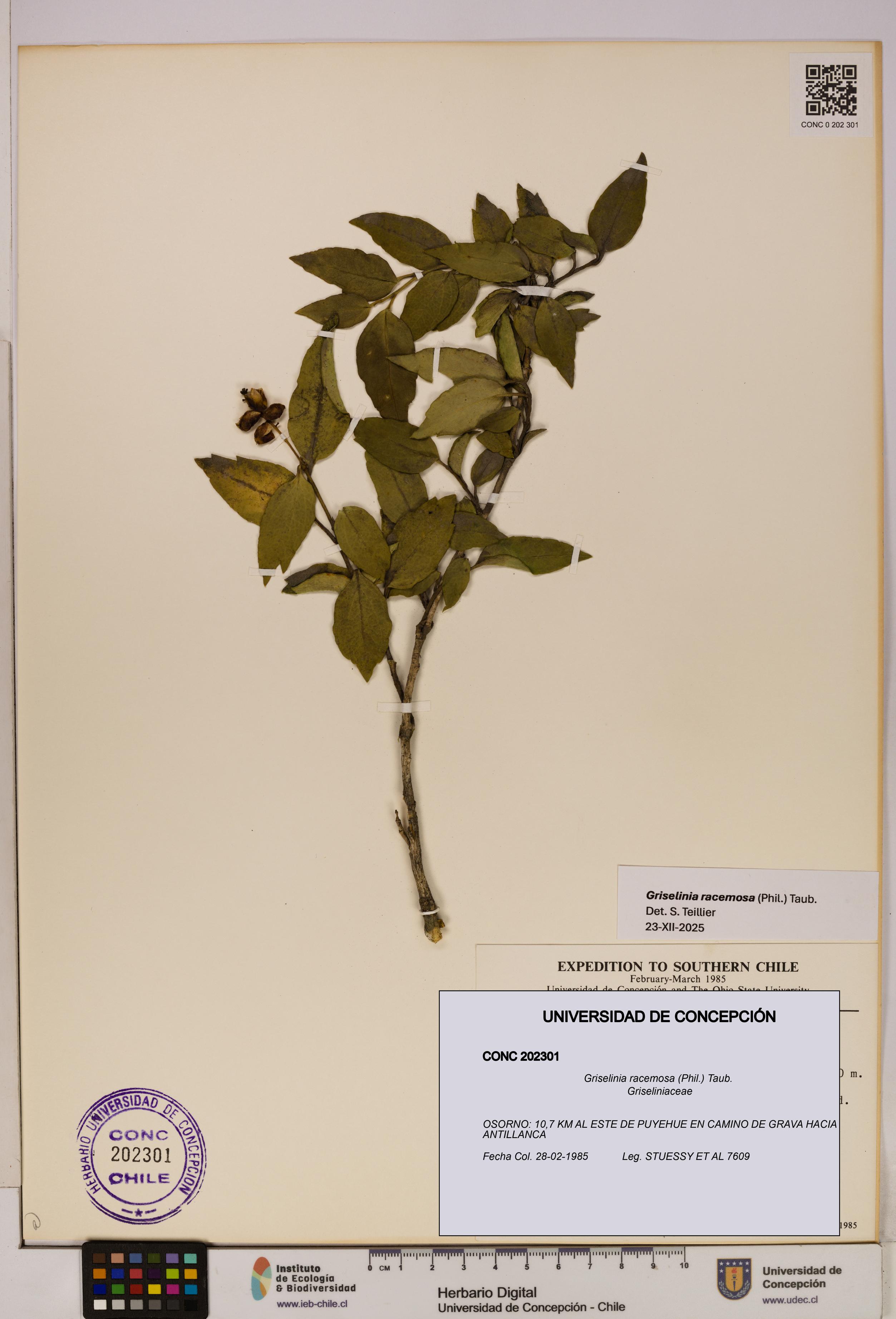 Griselinia racemosa [Espécimen: UDEC:CONC:0202301]