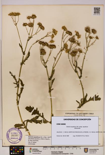 Senecio aquaticus subsp. aquaticus [Espécimen: UDEC:CONC:0202302]