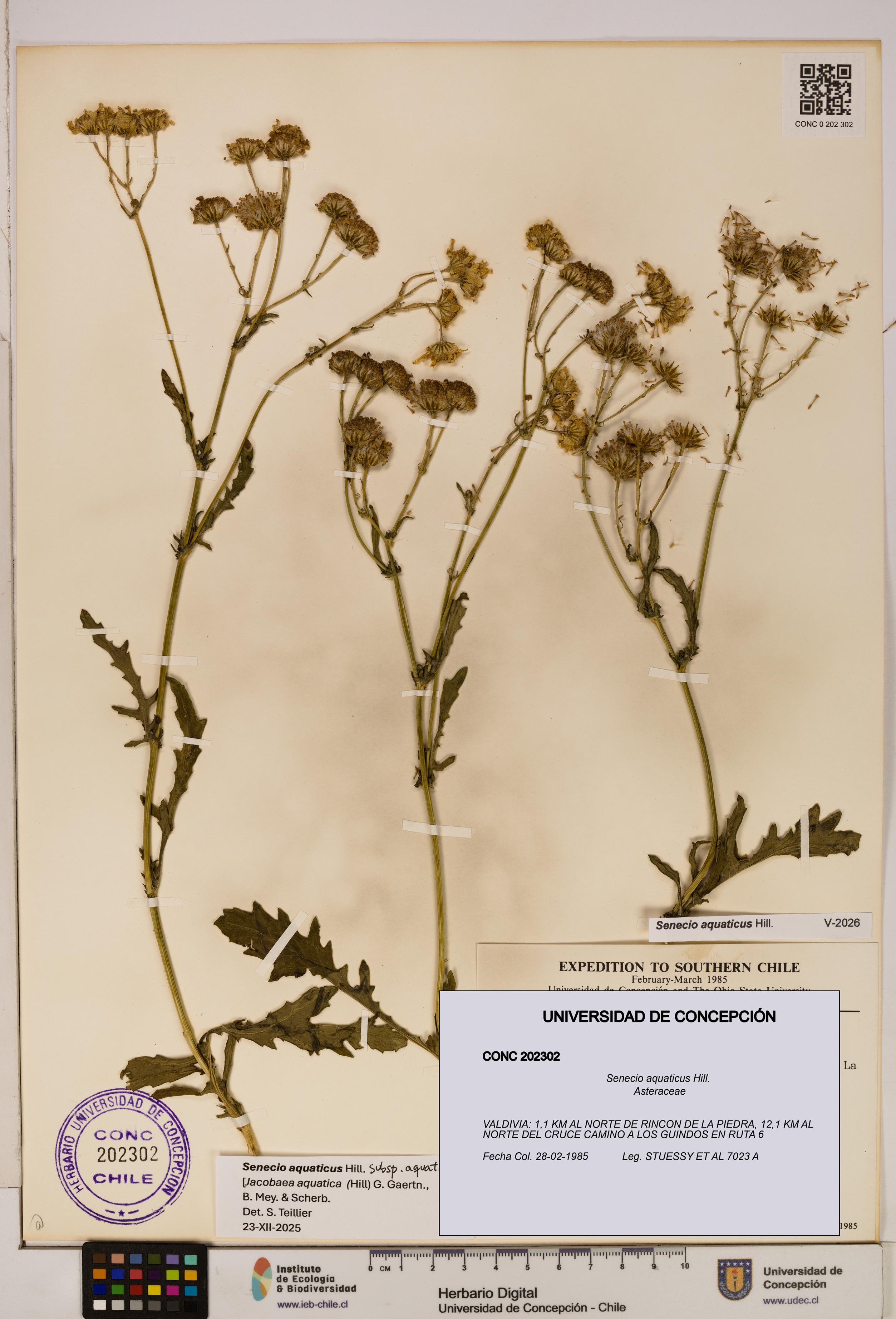 Senecio aquaticus [Espécimen: UDEC:CONC:0202302]