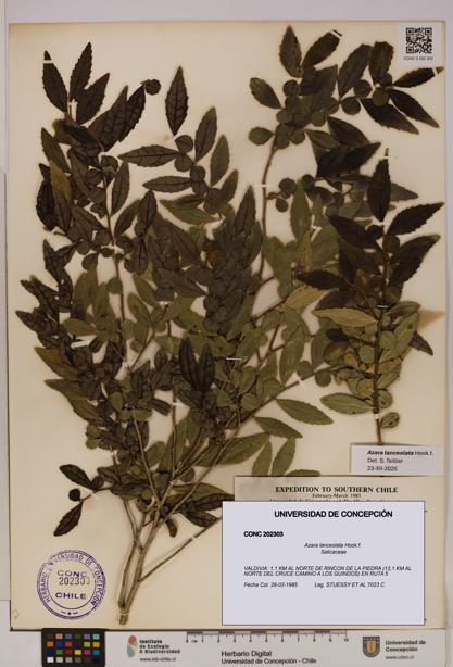 Azara lanceolata [Espécimen: UDEC:CONC:0202303]