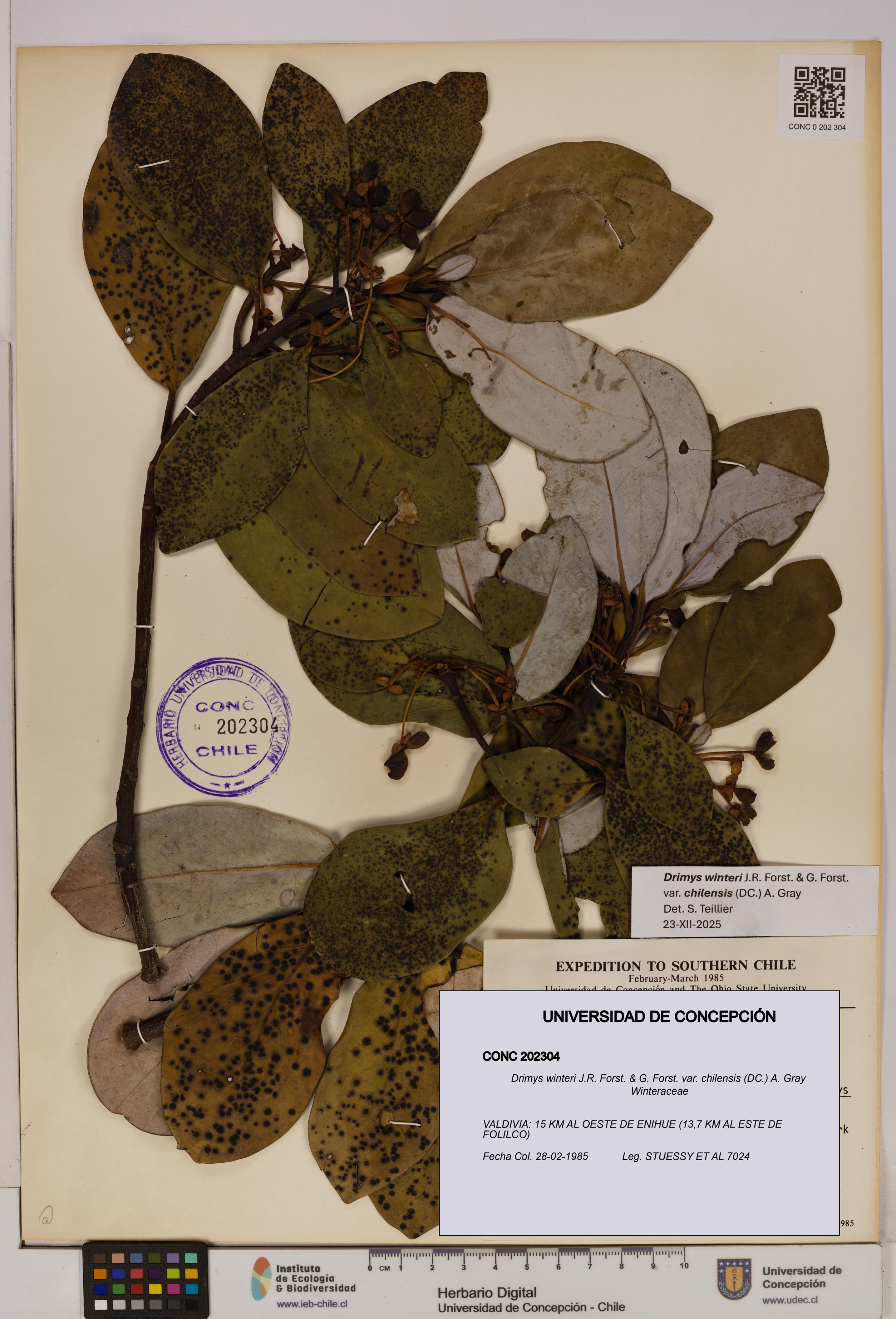 Drimys winteri [Espécimen: UDEC:CONC:0202304]