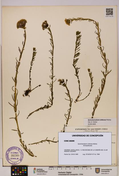 Quinchamalium chilense [Espécimen: UDEC:CONC:0202305]