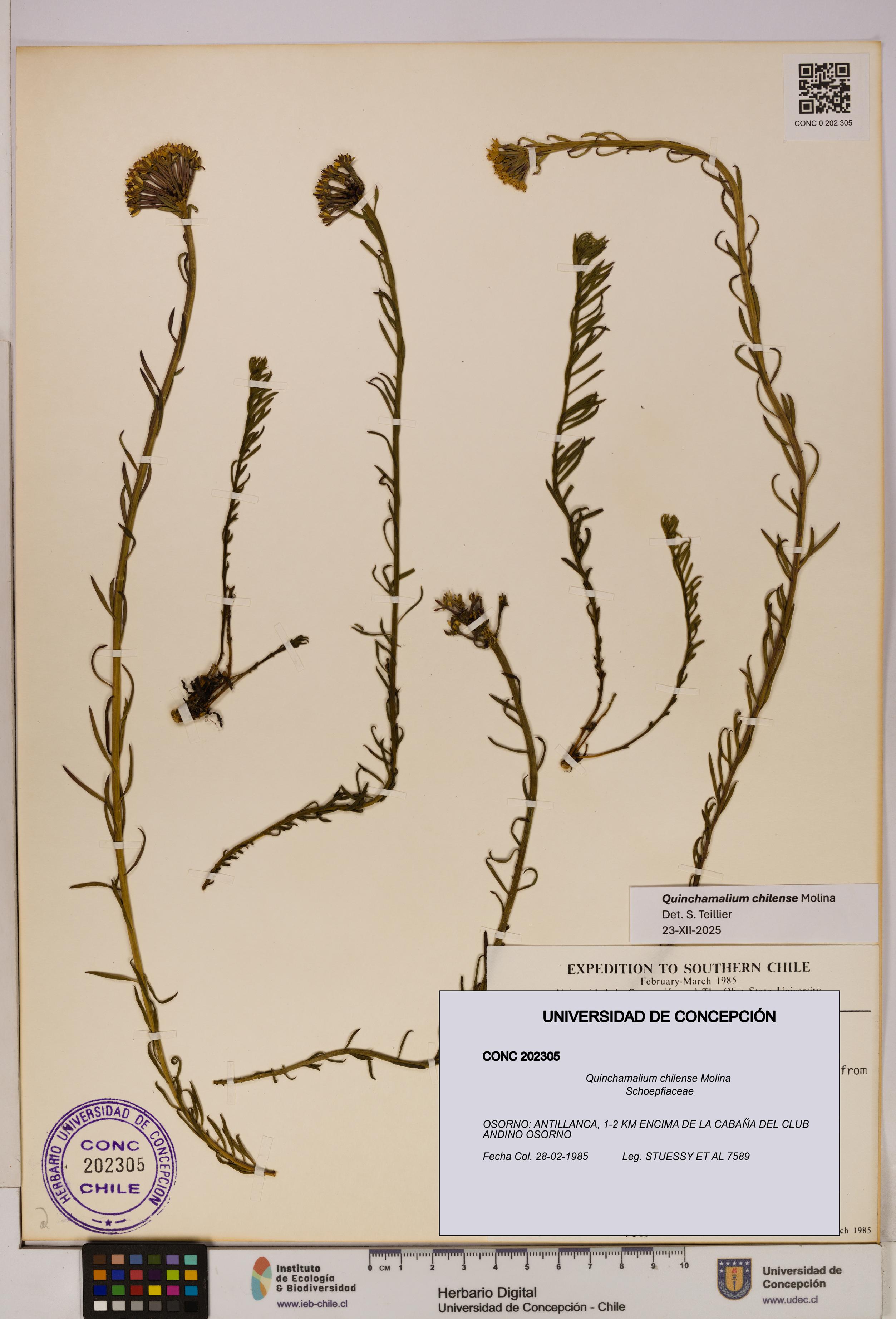 Quinchamalium chilense [Espécimen: UDEC:CONC:0202305]