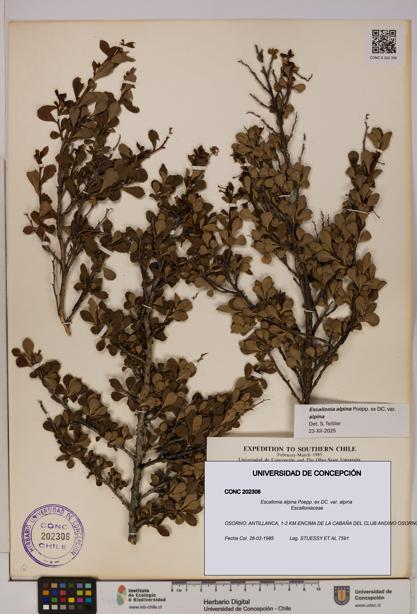 Escallonia alpina [Espécimen: UDEC:CONC:0202306]