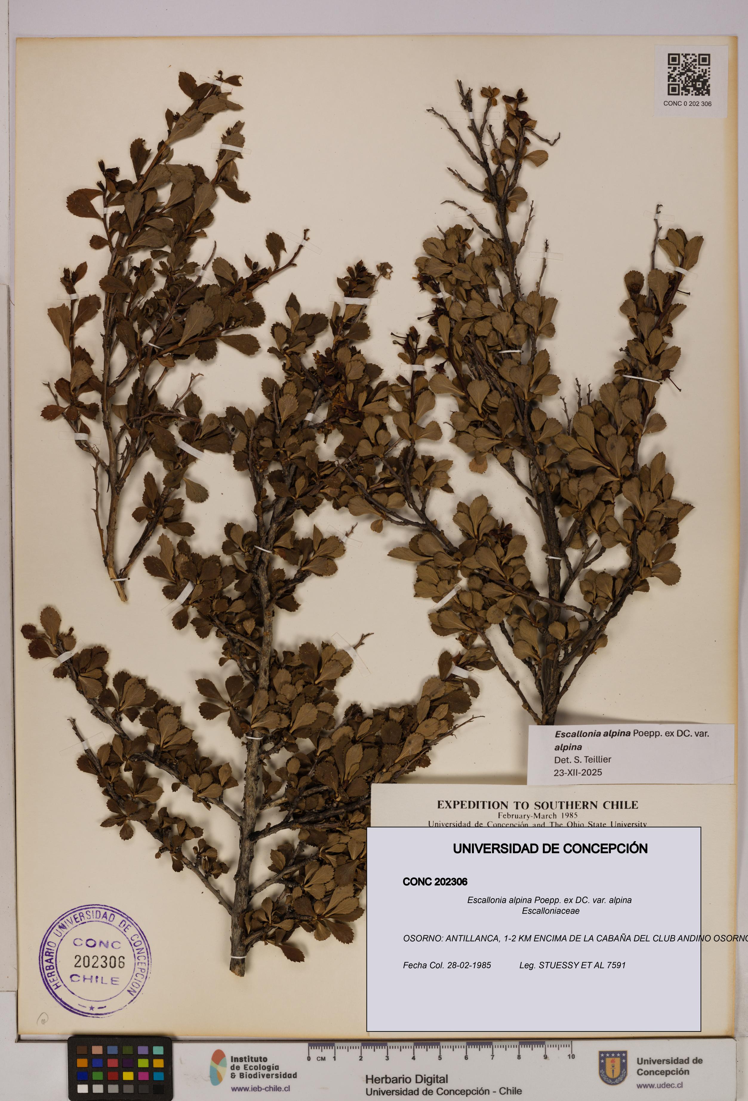 Escallonia alpina [Espécimen: UDEC:CONC:0202306]