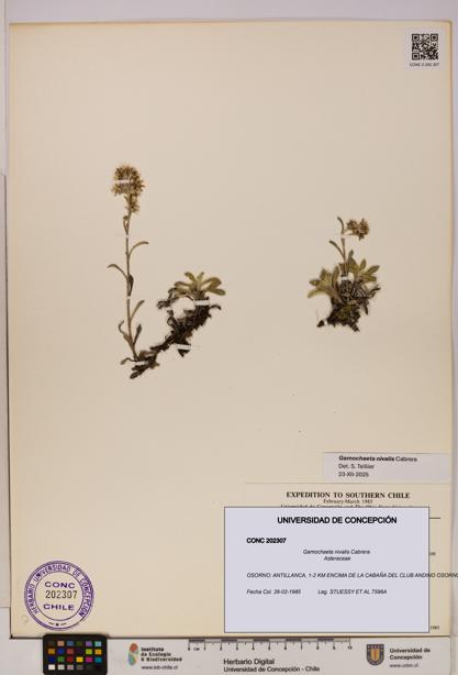 Gamochaeta nivalis [Espécimen: UDEC:CONC:0202307]