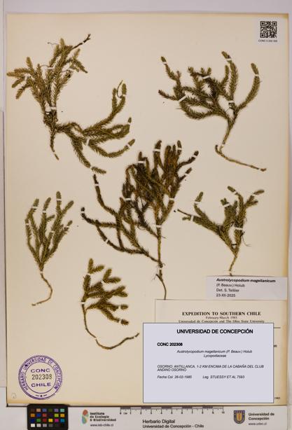 Austrolycopodium magellanicum [Espécimen: UDEC:CONC:0202308]