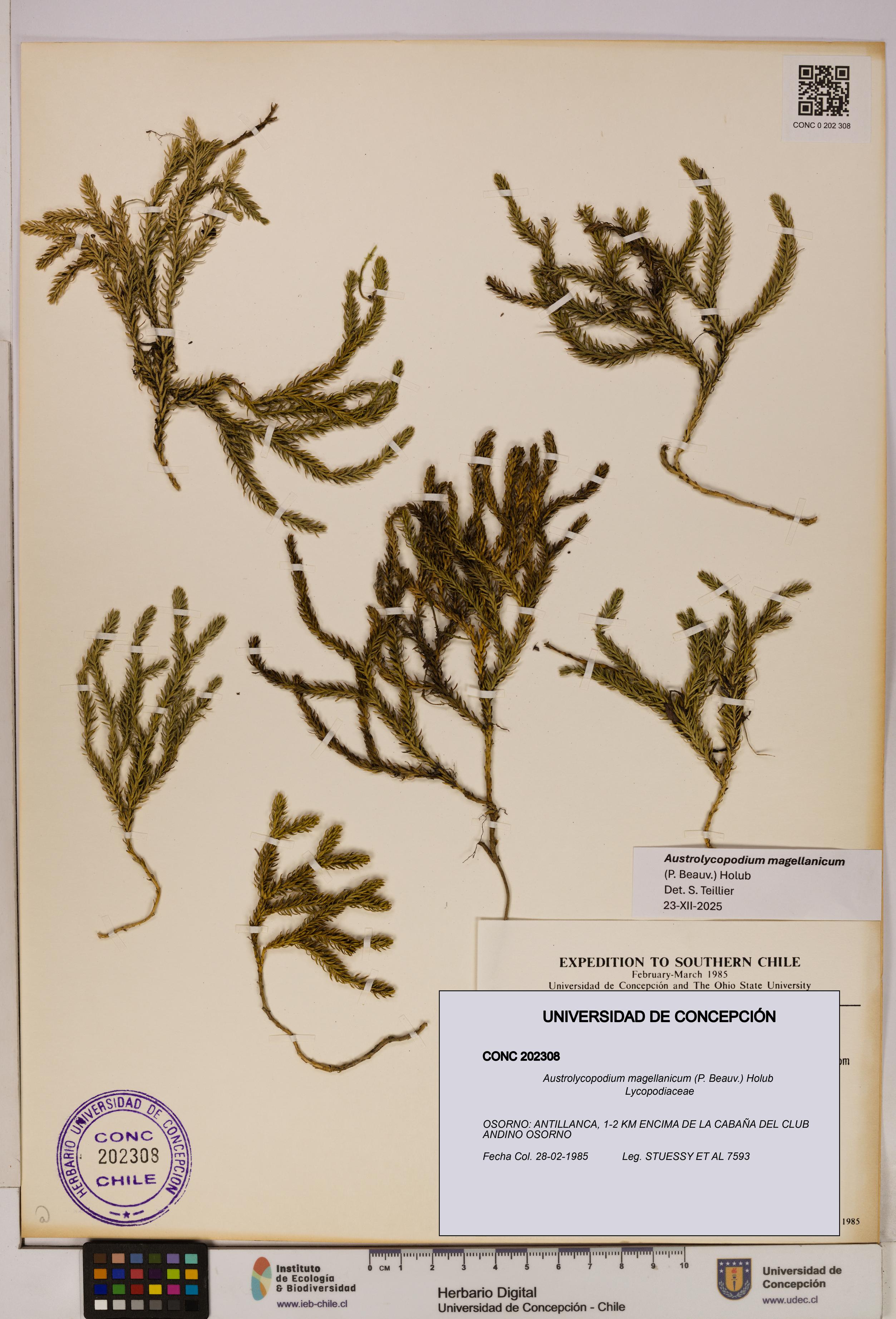Austrolycopodium magellanicum [Espécimen: UDEC:CONC:0202308]