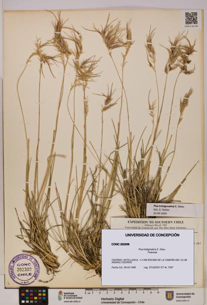 Poa tristigmatica [Espécimen: UDEC:CONC:0202309]
