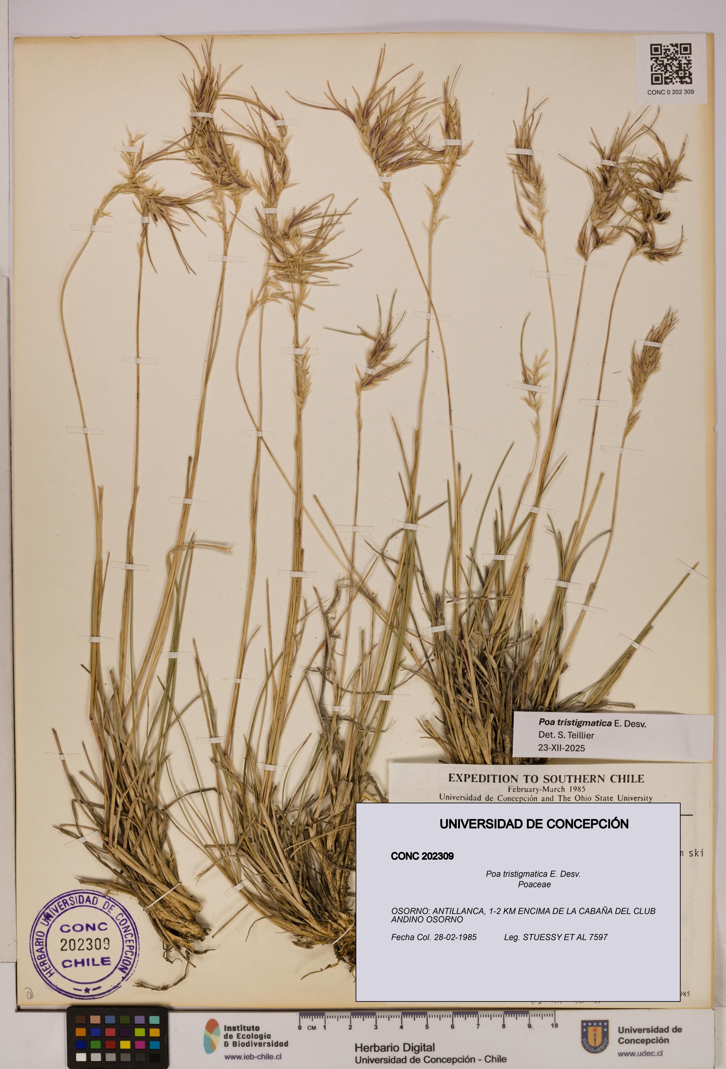 Poa tristigmatica [Espécimen: UDEC:CONC:0202309]