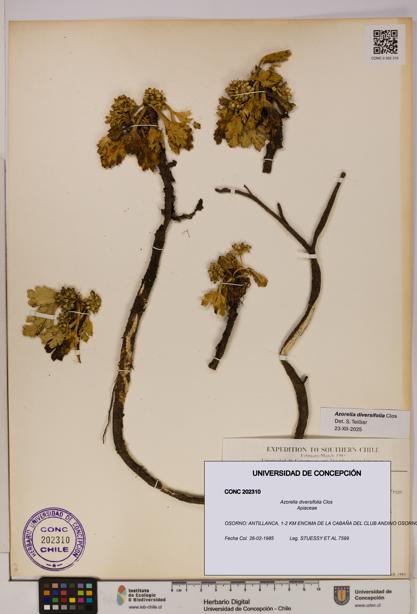 Azorella diversifolia [Espécimen: UDEC:CONC:0202310]
