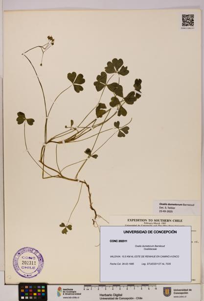 Oxalis dumetorum [Espécimen: UDEC:CONC:0202311]