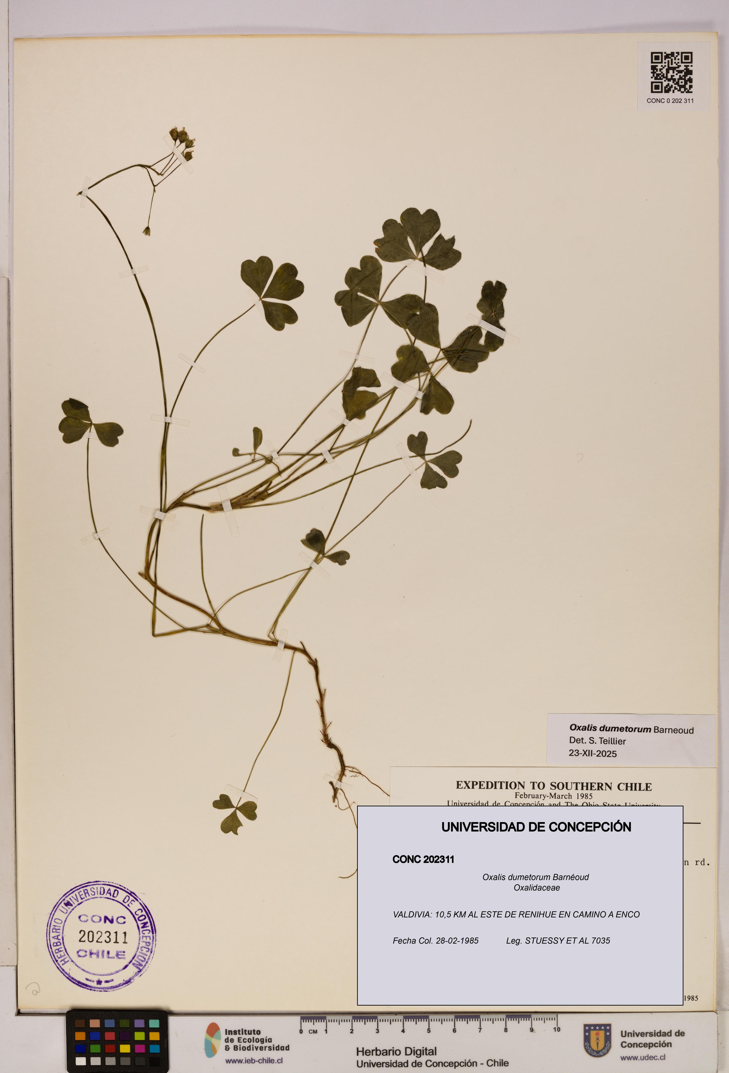 Oxalis dumetorum [Espécimen: UDEC:CONC:0202311]