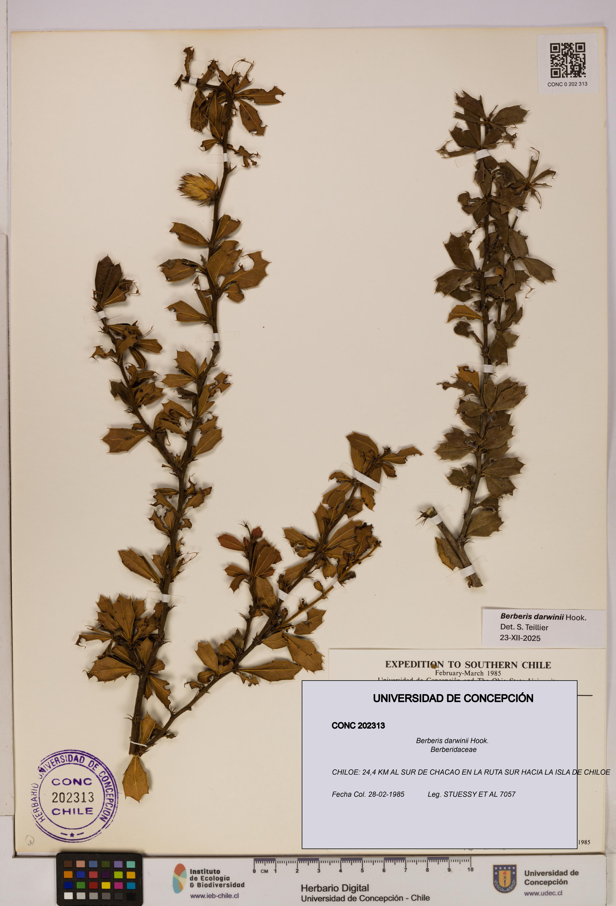 Berberis darwinii [Espécimen: UDEC:CONC:0202313]