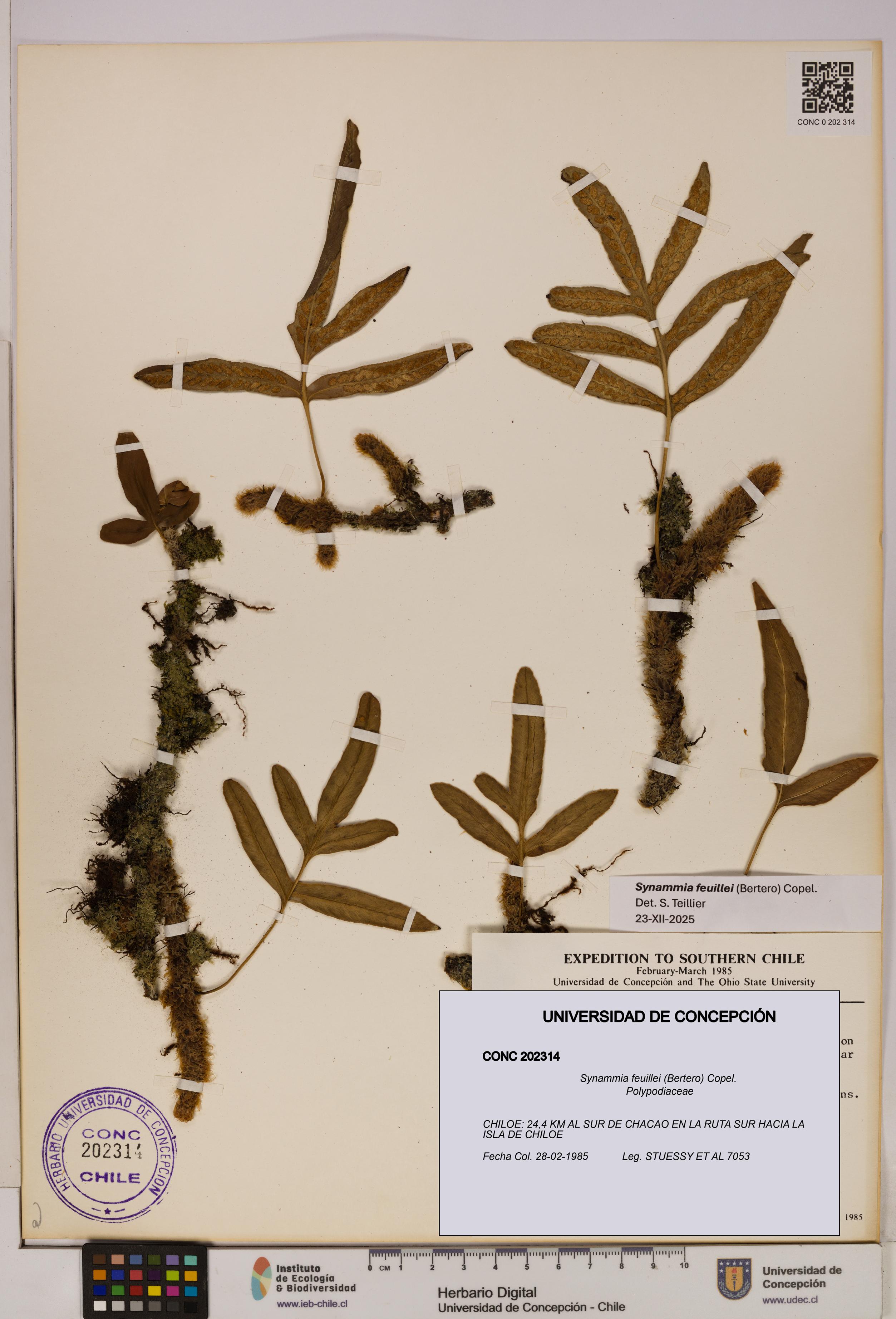 Synammia feuillei [Espécimen: UDEC:CONC:0202314]