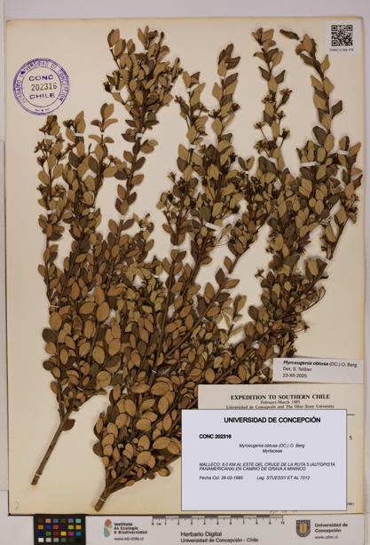 Myrceugenia obtusa [Espécimen: UDEC:CONC:0202316]