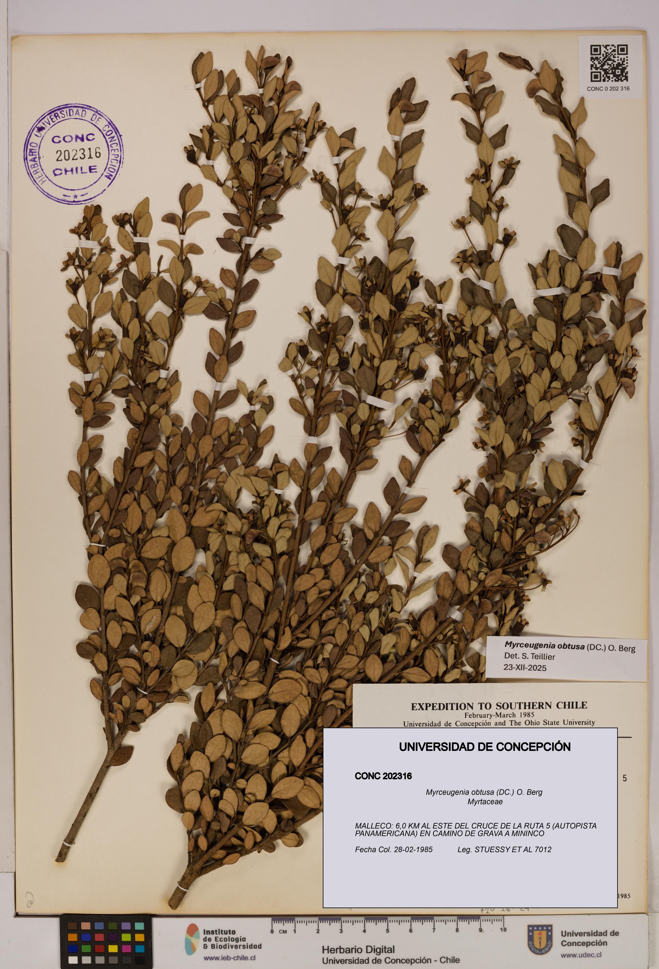 Myrceugenia obtusa [Espécimen: UDEC:CONC:0202316]